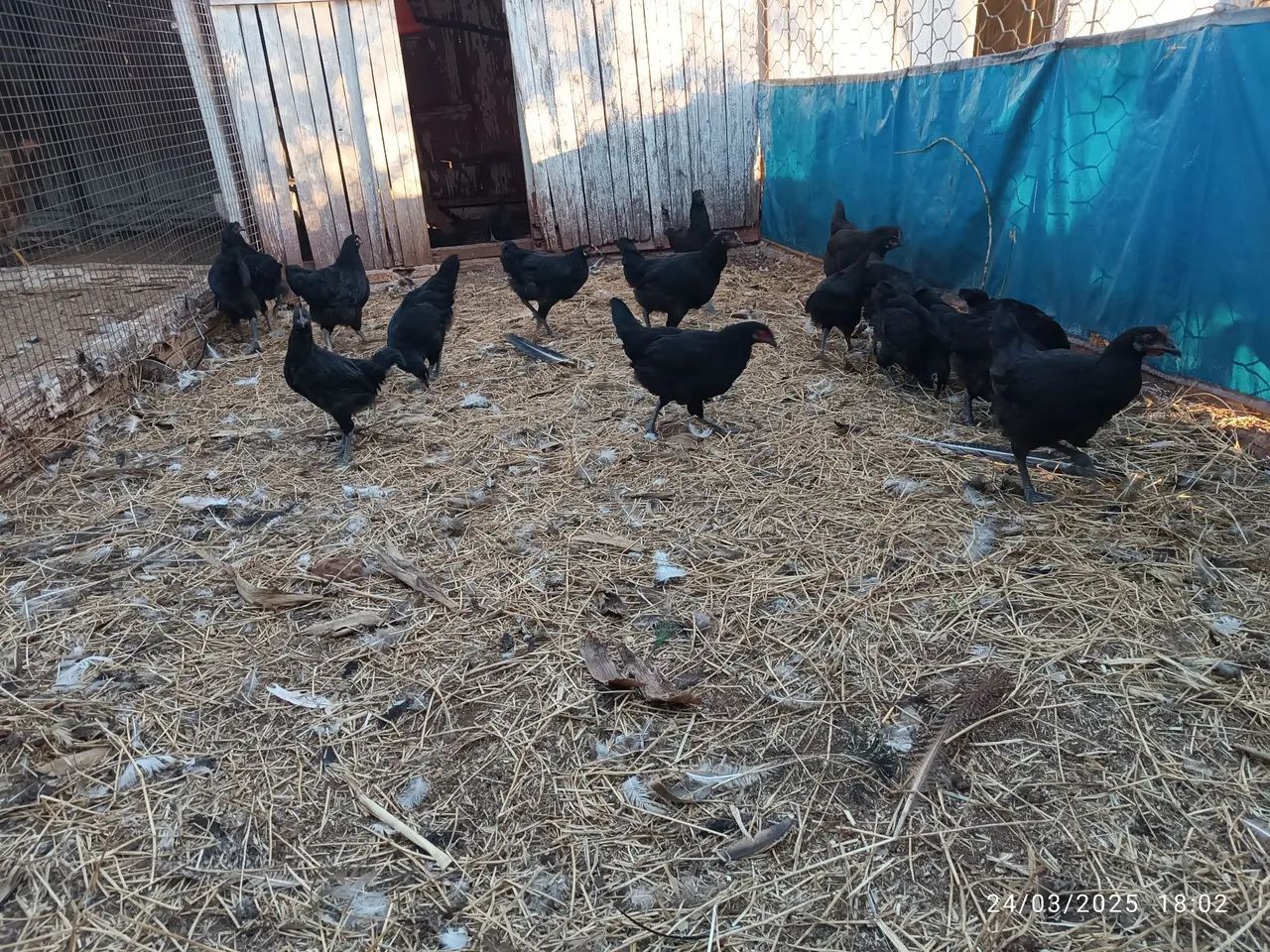 Gigante negro de Jersey 