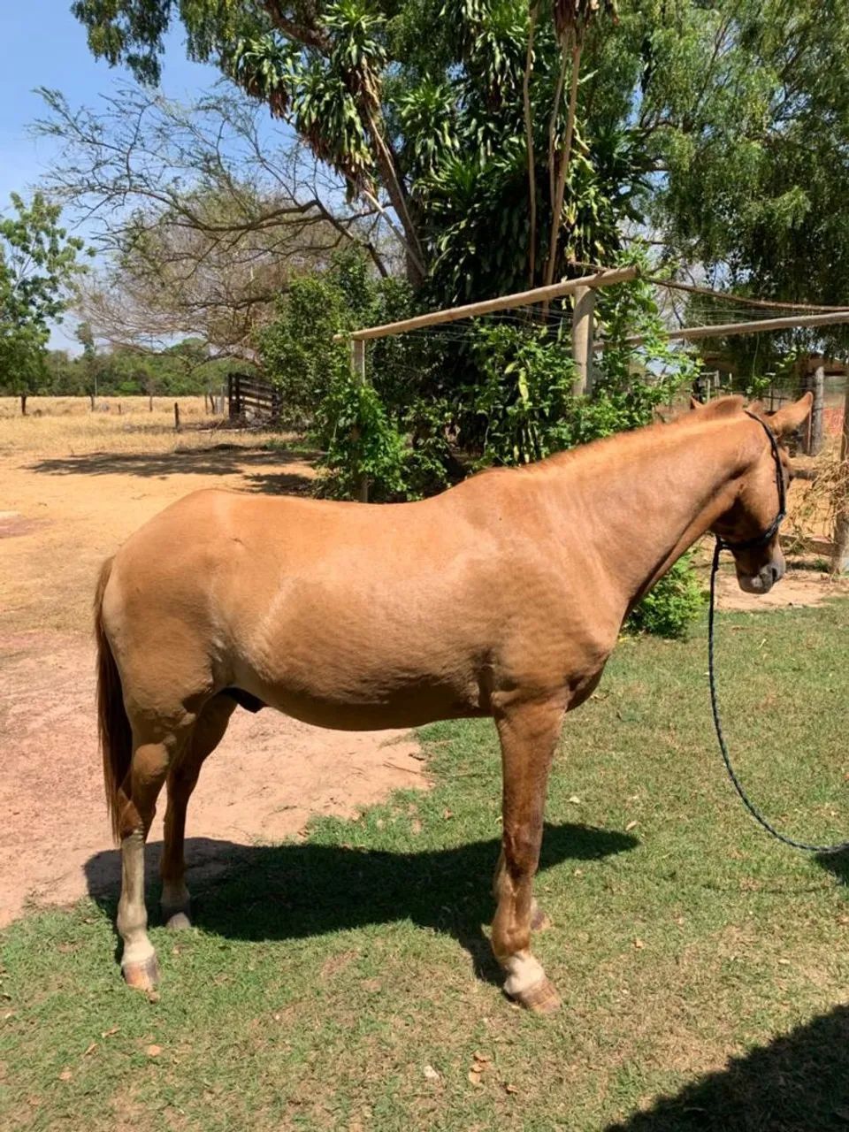 Cavalo manço e muito bem cuidado  - Foto 2