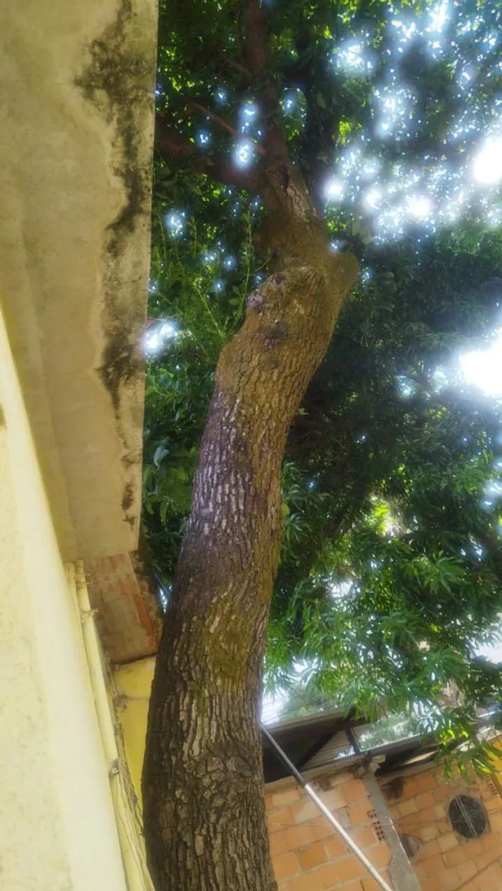 Árvore frondosa para seu jardim
