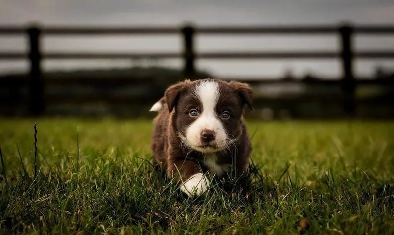 Filhote Border Collie - Pelúcia de 4 patas!