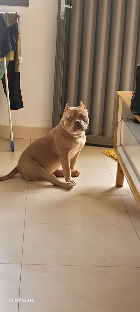 American Bully - Filhote Macho Disponível - Foto 2