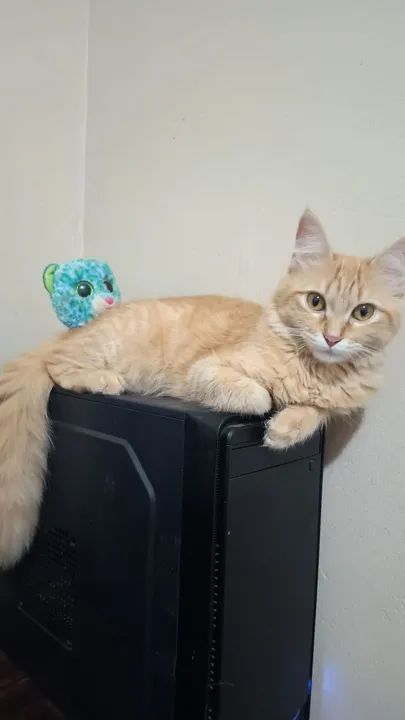 Gatinha amarela peluda disponível para adoção - Foto 2