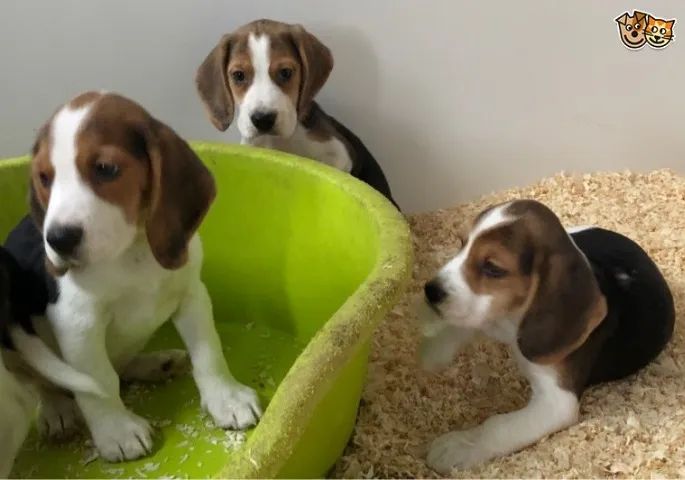 Beagle mini fêmea - Cães de alta linhagem, adquira de loja física - Venâncio