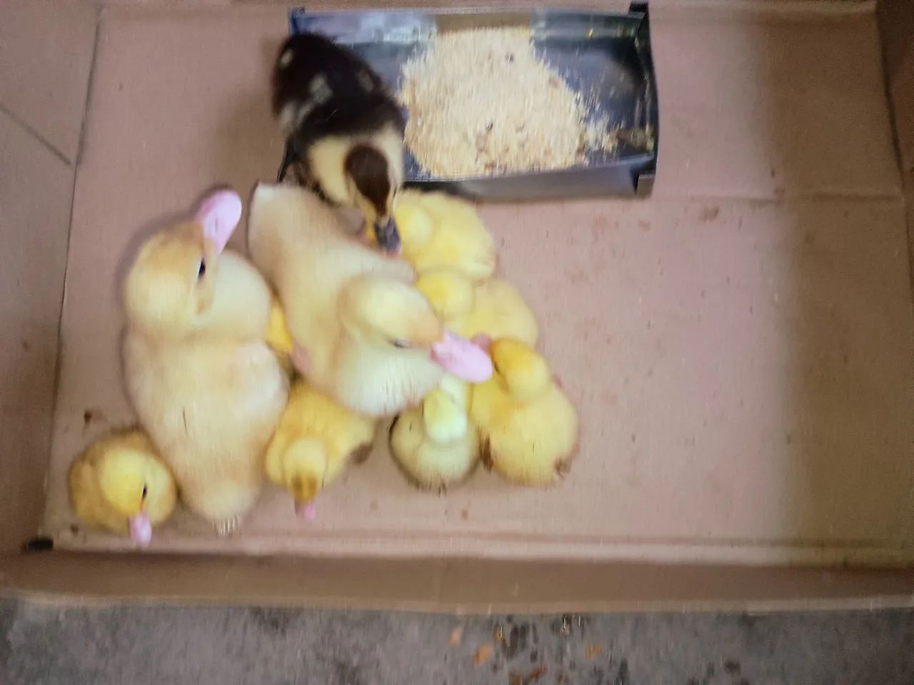 10 Patinhos  - Foto 3