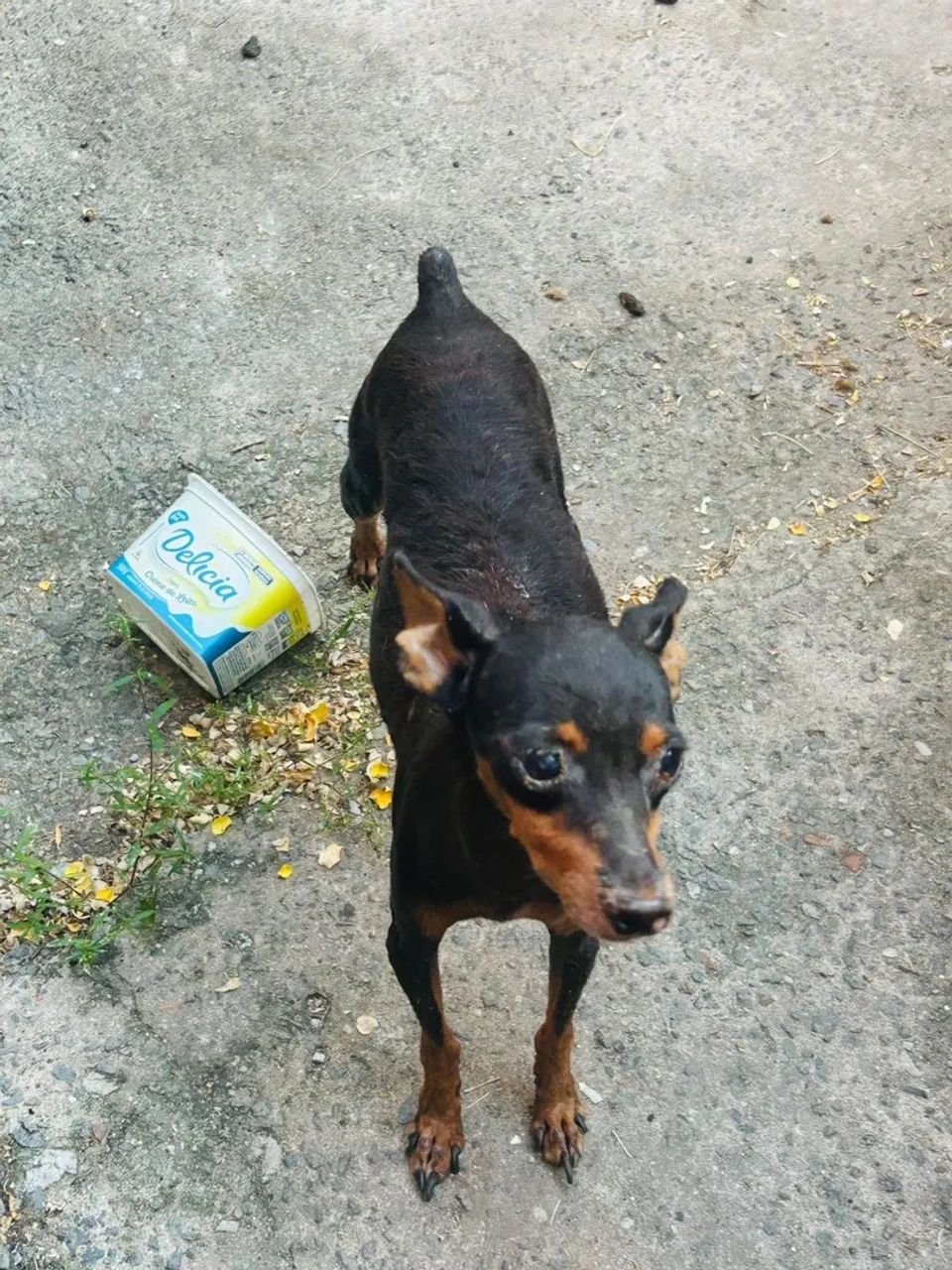 Pinscher doação 