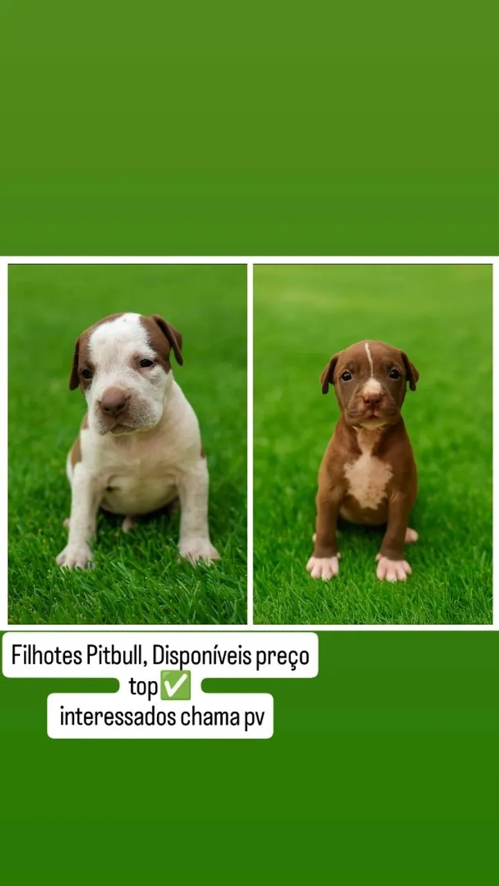 Filhotes Pitbull Top de Linhagem