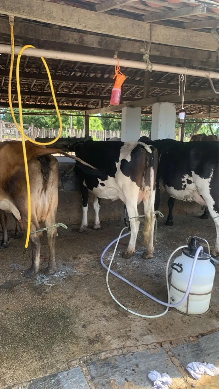 Vacas leiteiras para produção