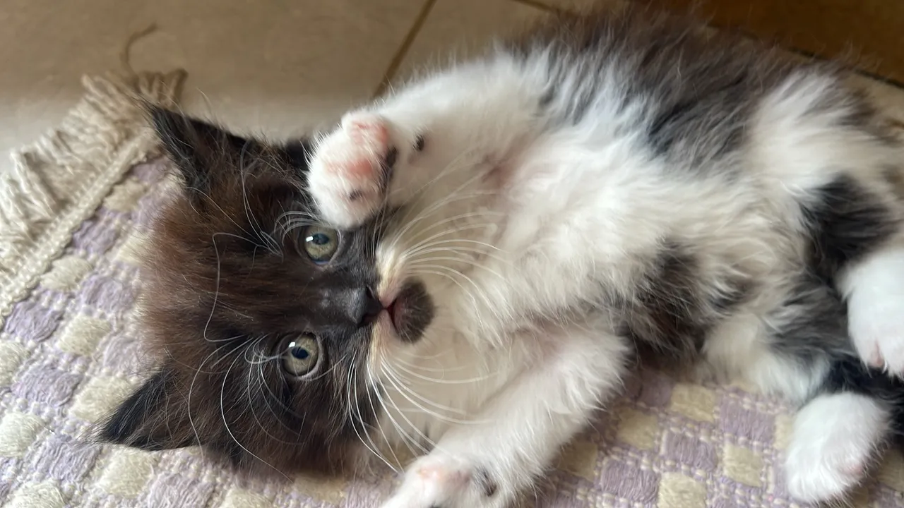 Filhote de gato persa macho.