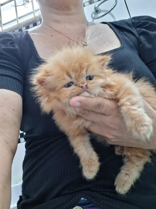 LEÃOZINHO PERSA MACHO  - Foto 2