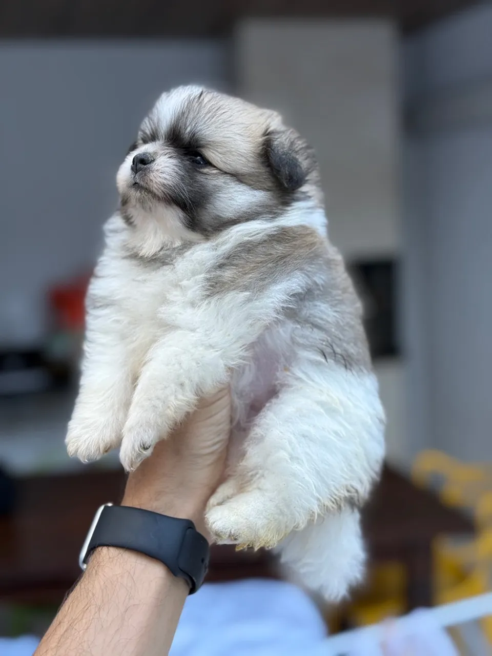 Filhotes Spitz Alemão - Uma fofura irresistível!