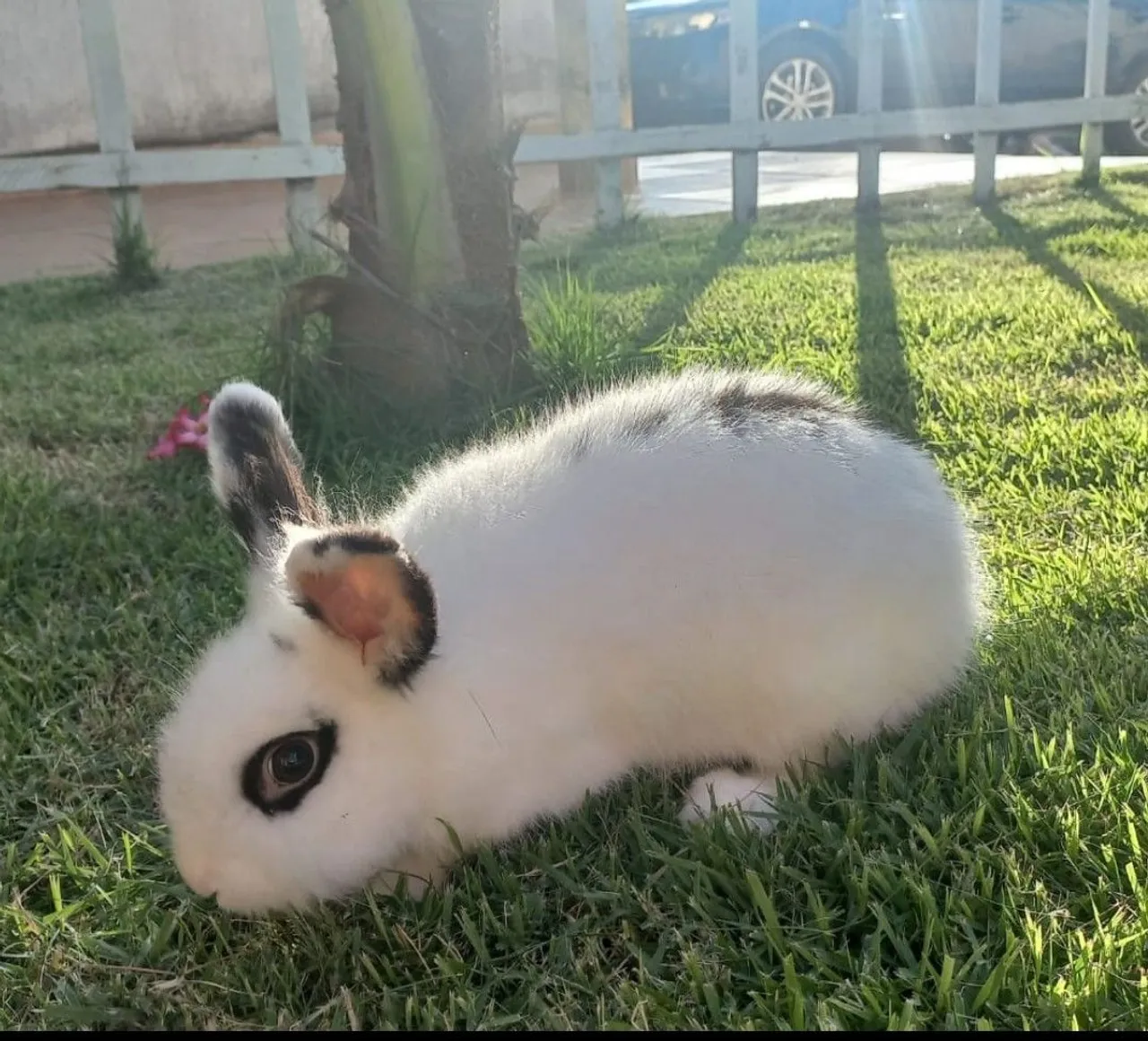coelho mini lion