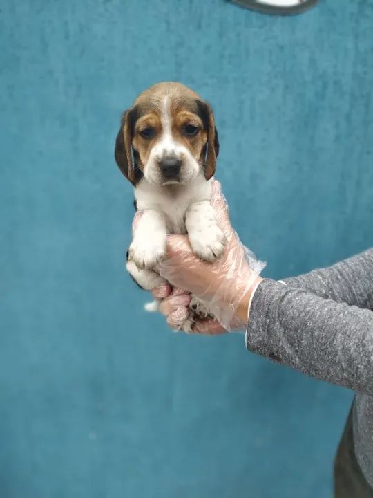 Beagle 13 polegadas machos- Seu caozinho com garantias exclusivas- contato na descrição