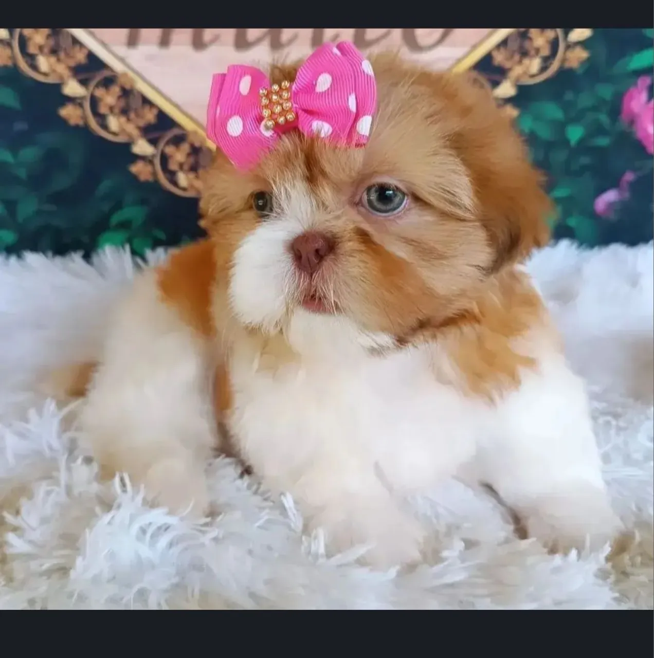 Shih Tzu Fêmea