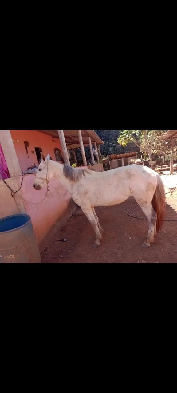 Vendo está égua mangalarga sem registro 7 anos amojada de um garanhão mangalarga  regi