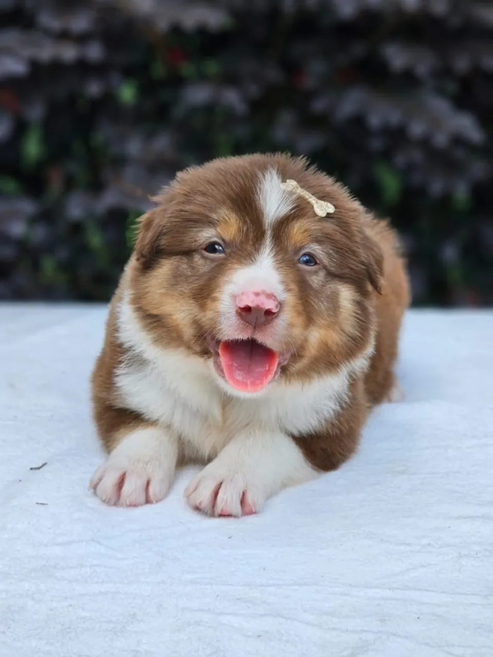 Border Collie | Entrega em Foz dia 30/05