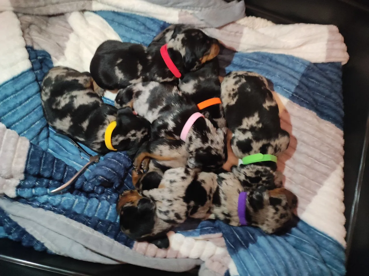 Filhotes de Teckel/Dachshund - Lindos e Saudáveis!