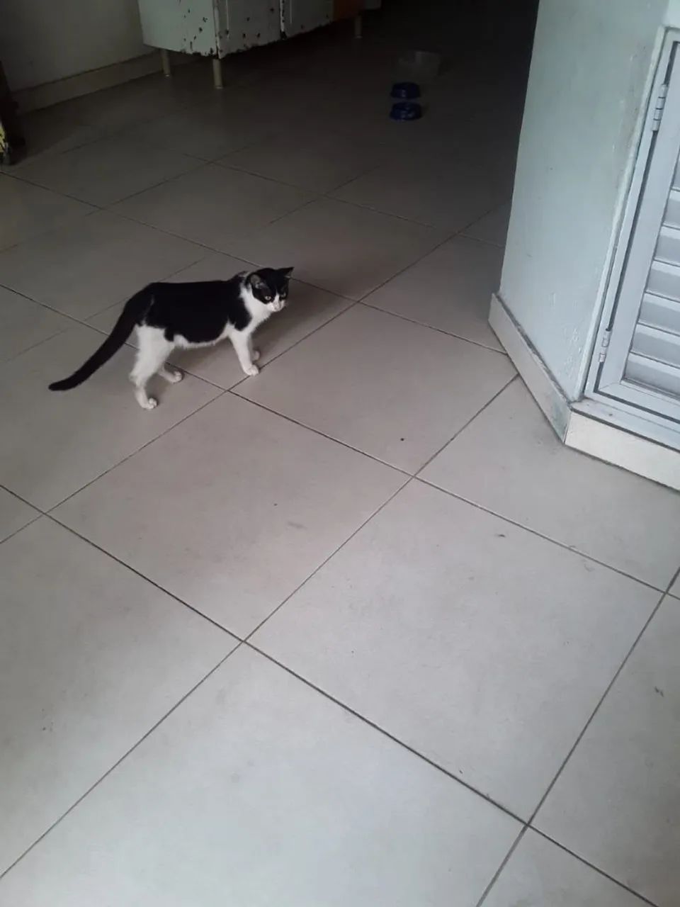 Gata preto e branco disponível para adoção