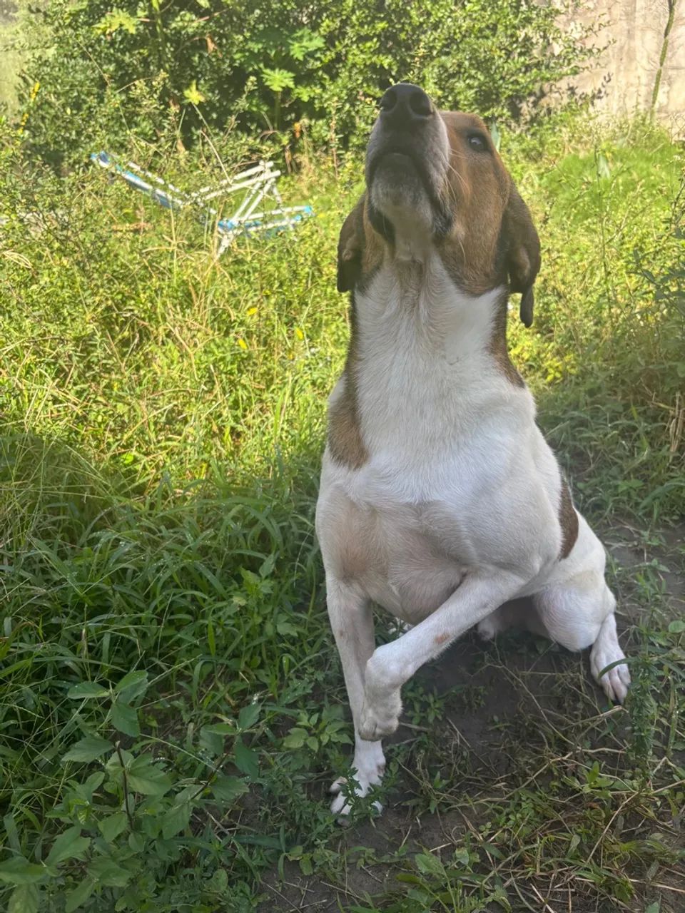 Cachorro macho  - Foto 3