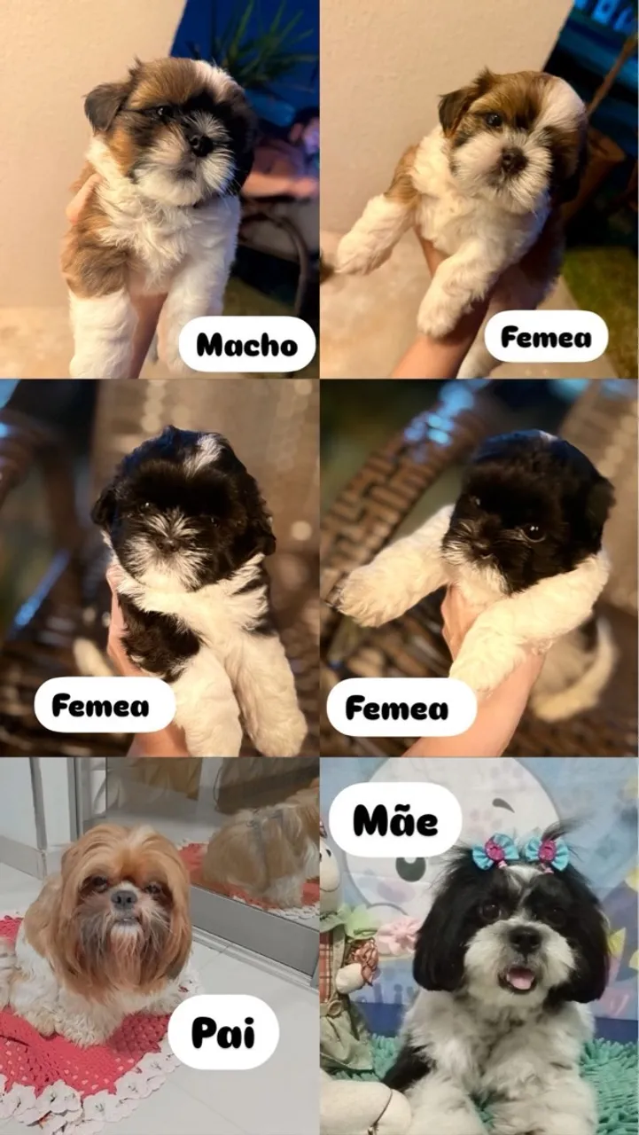 Vendo filhotes shih tzu