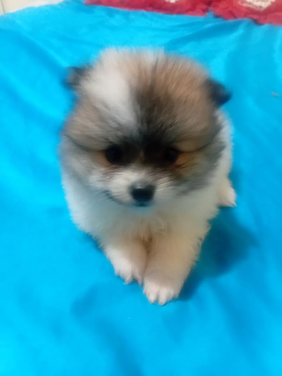 Filhote de Spitz Alemão puros e shitzu puros- Uma fofura!