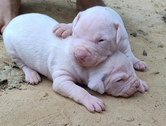 Pitbull