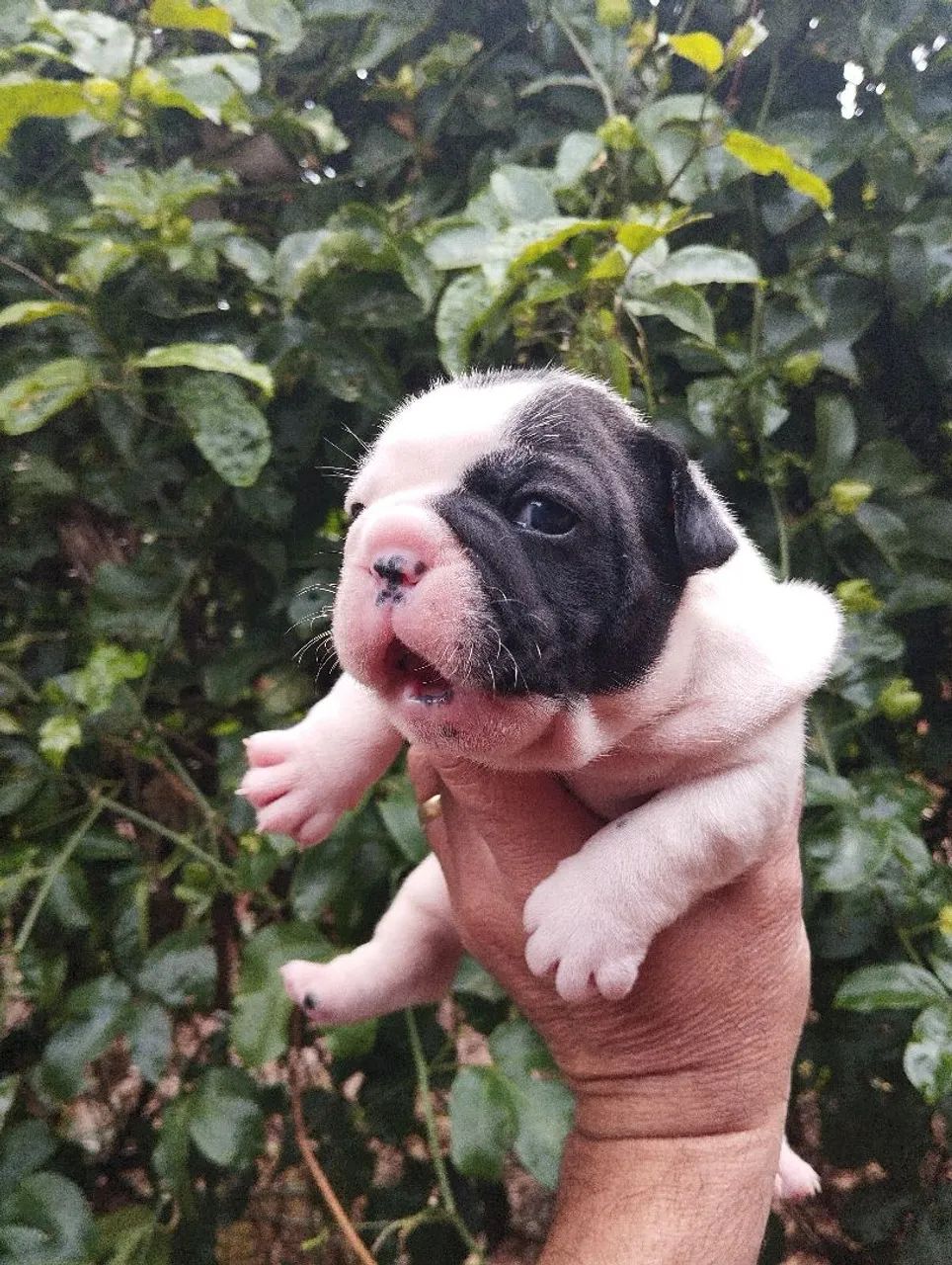 Filhote de Bulldog Francês