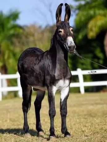 Mula de Patrão!!! - Foto 2