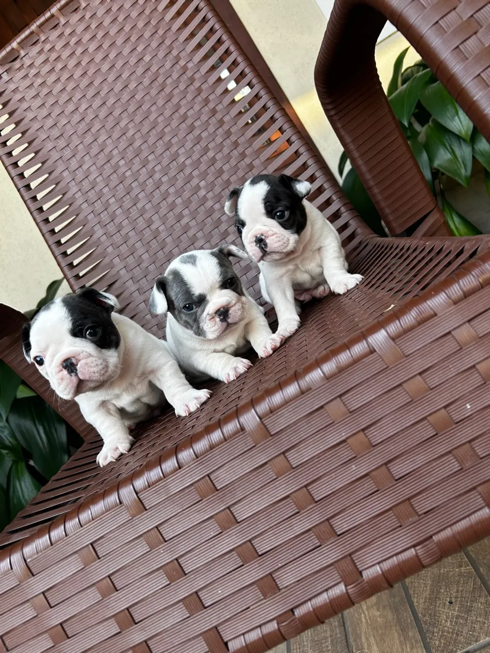Bulldog Francês
