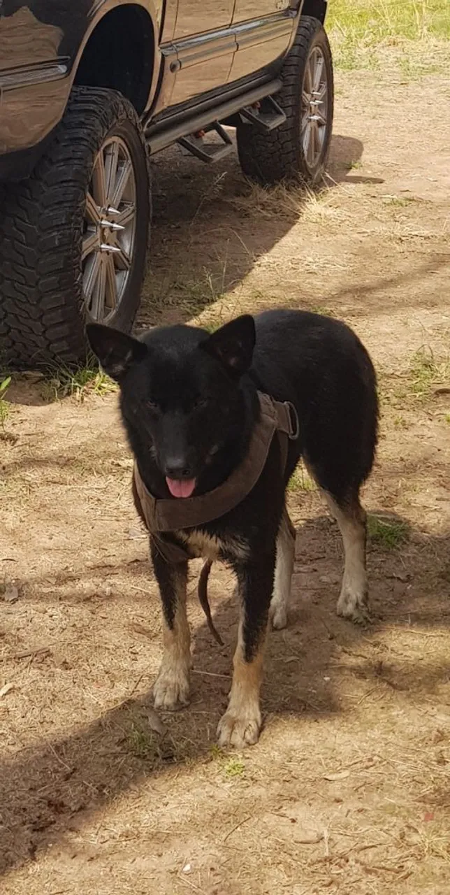 Doa se cachorro macho mistura de pastor capa preta com husky
