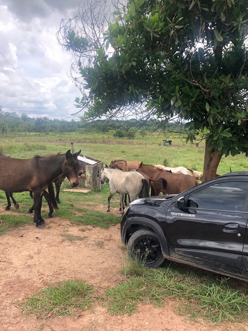 Tropa burro e mula  - Foto 3