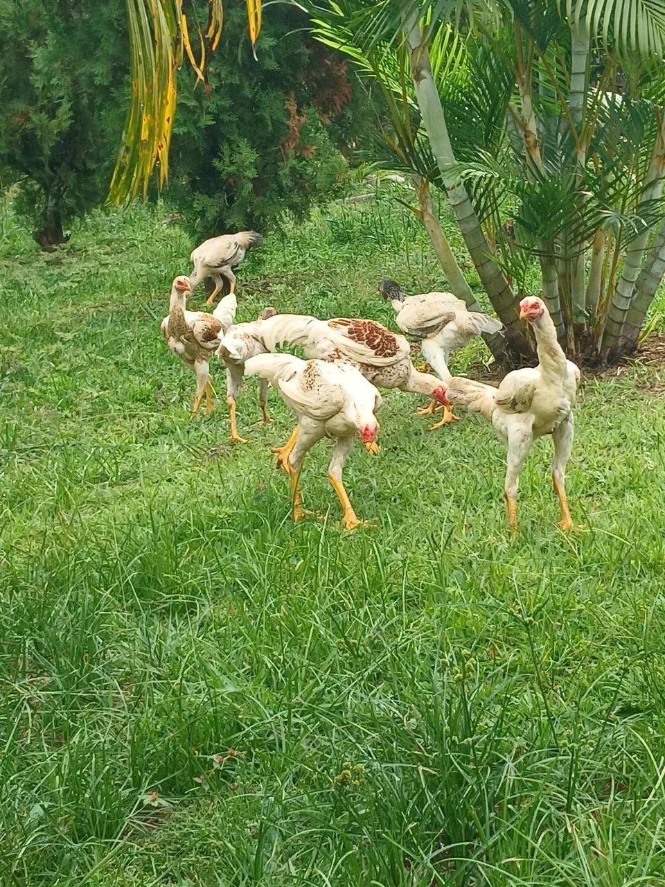Frangos índio gigante  - Foto 3