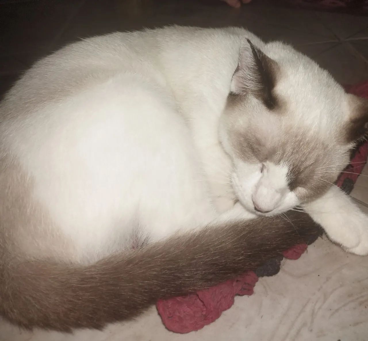 Gatinhos lindos para adoção - Foto 3