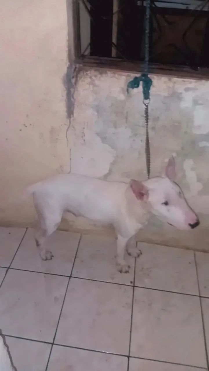 Procura-se uma fêmea de bull terrier