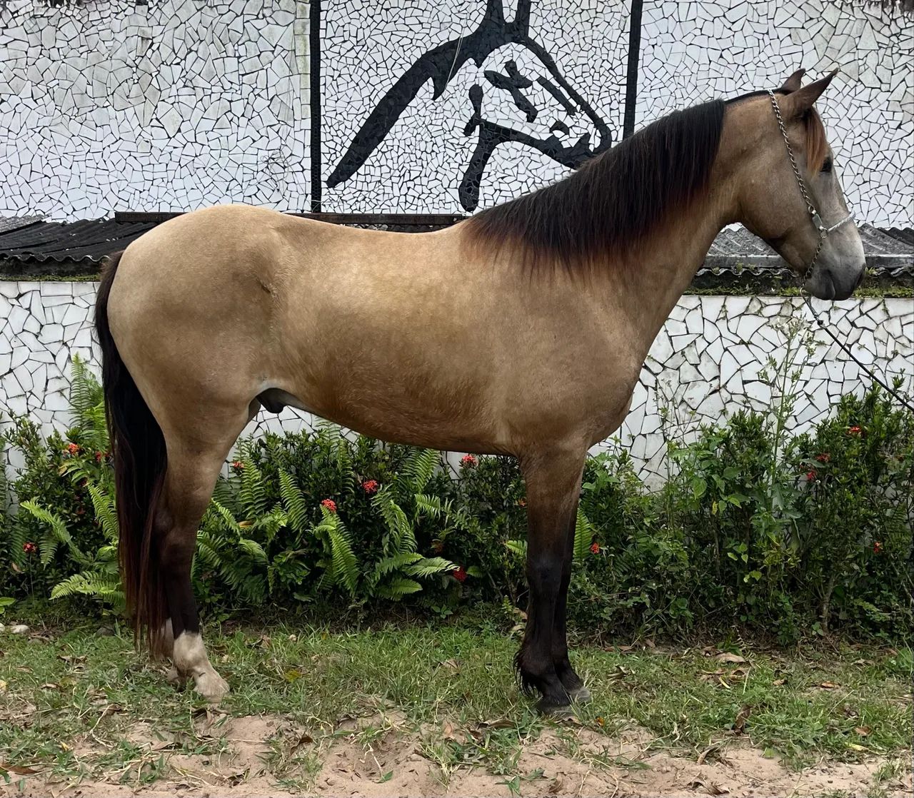 PROMOÇÃO DA SEMANA CAVALO TOP DE MARCHA PICADA - Foto 5