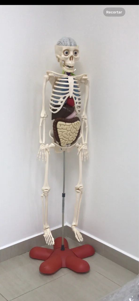 Esqueleto didático - Foto 2