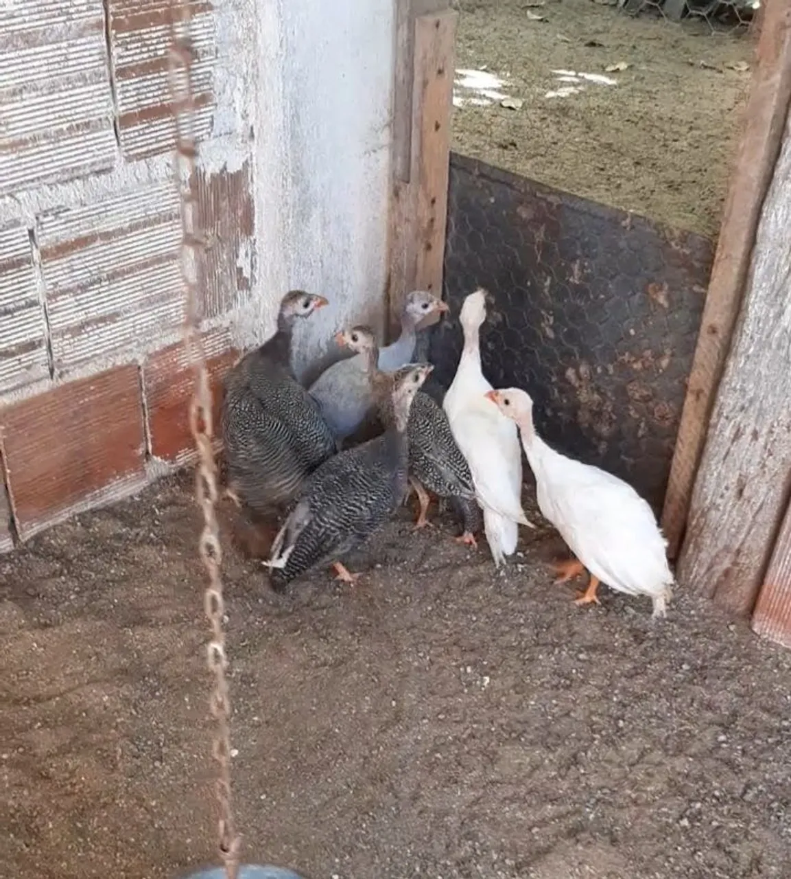 Pintinhos D'Angola
