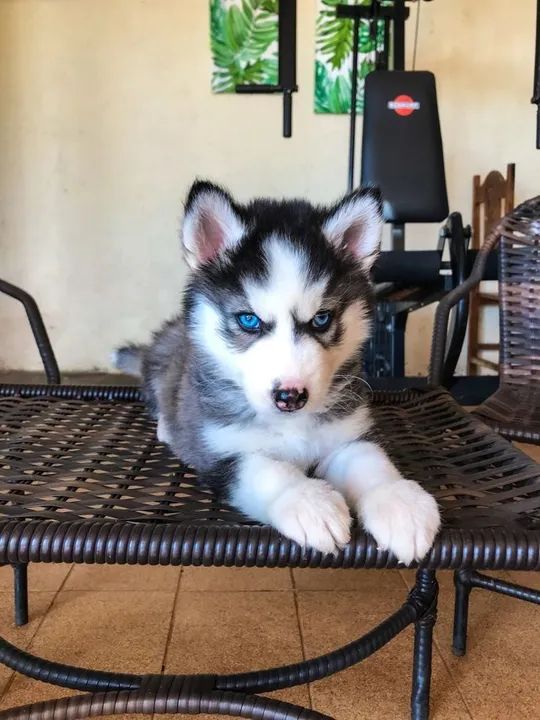 Filhote de Husky para doação  - Foto 2