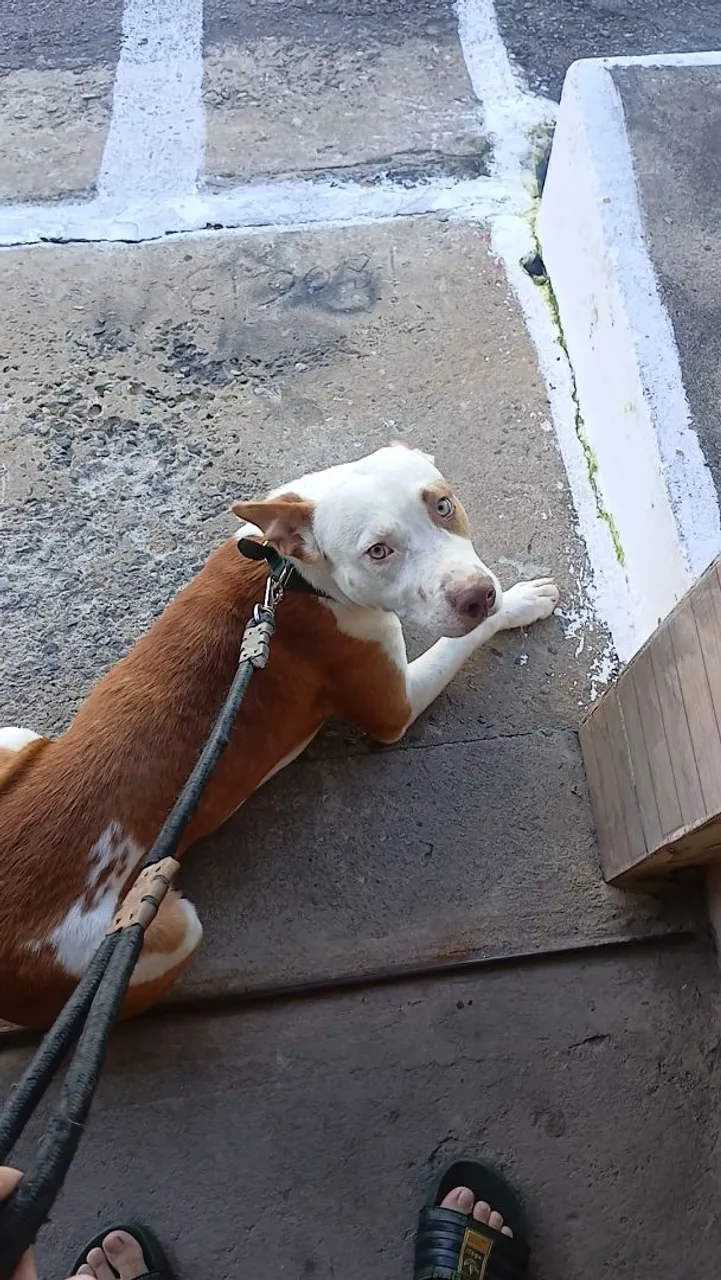 Filhote de Pitbull Macho