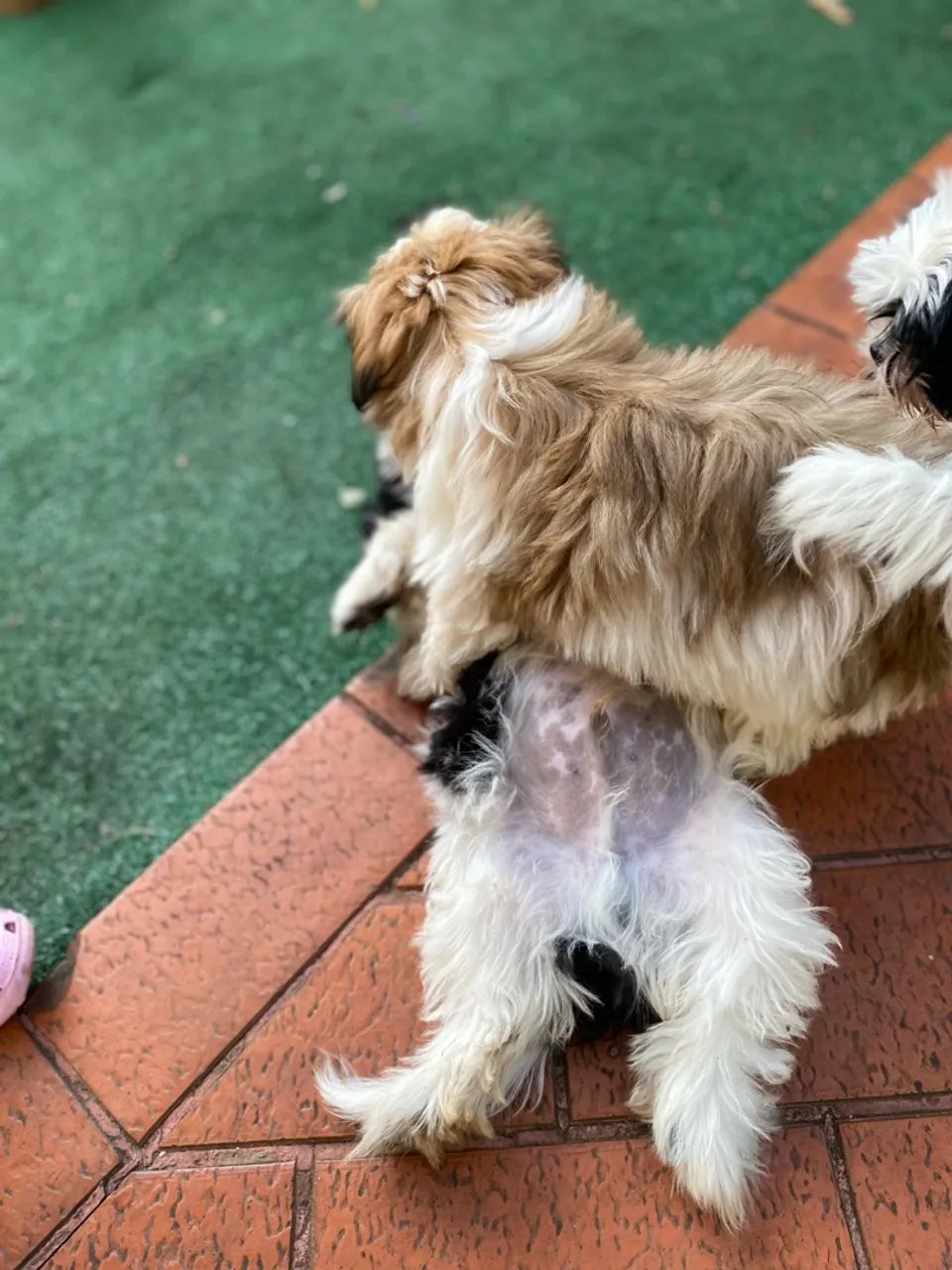 Filhotes de Shih Tzu Fêmea