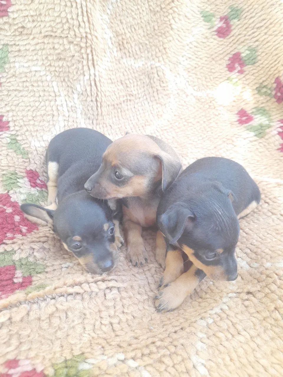  Filhotes de Pinscher 0