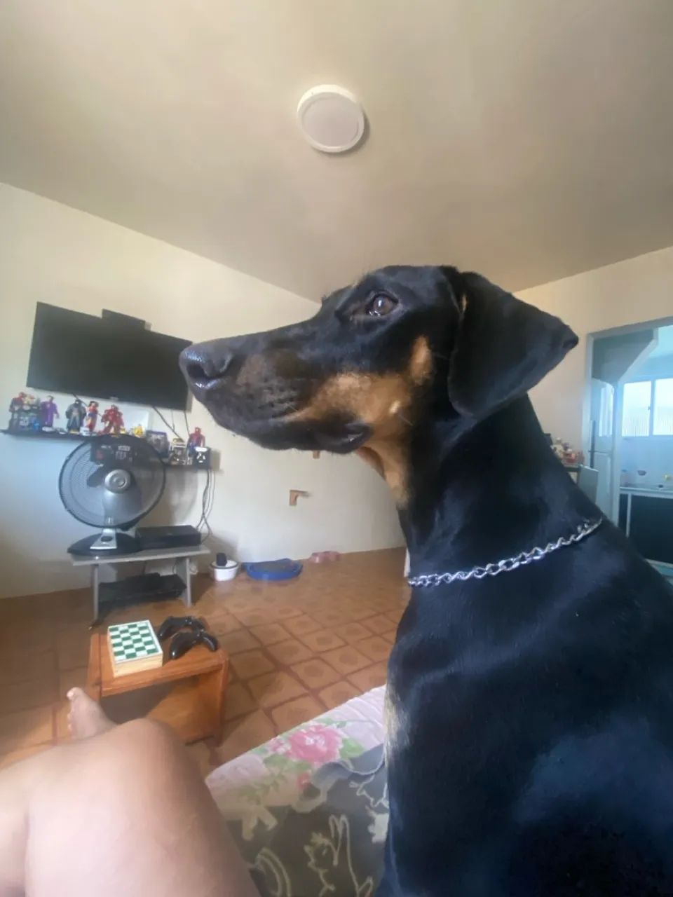 Filhote de Doberman para doação responsável - fêmea 7 meses  - Foto 3