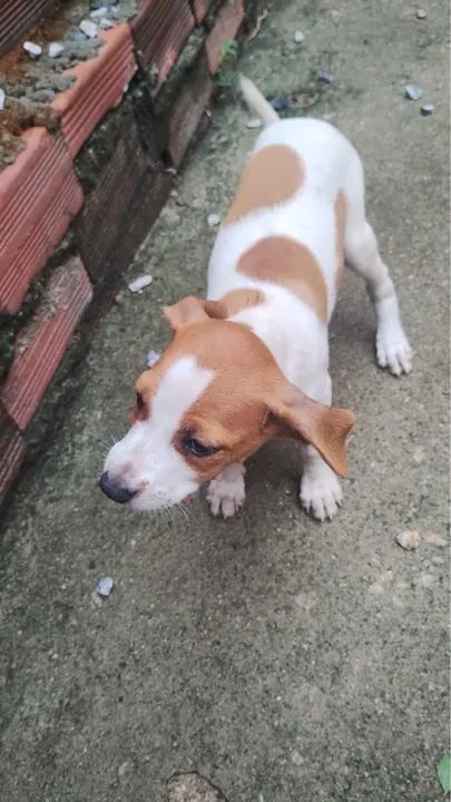 Filhote disponível para adoção responsável  - Foto 2