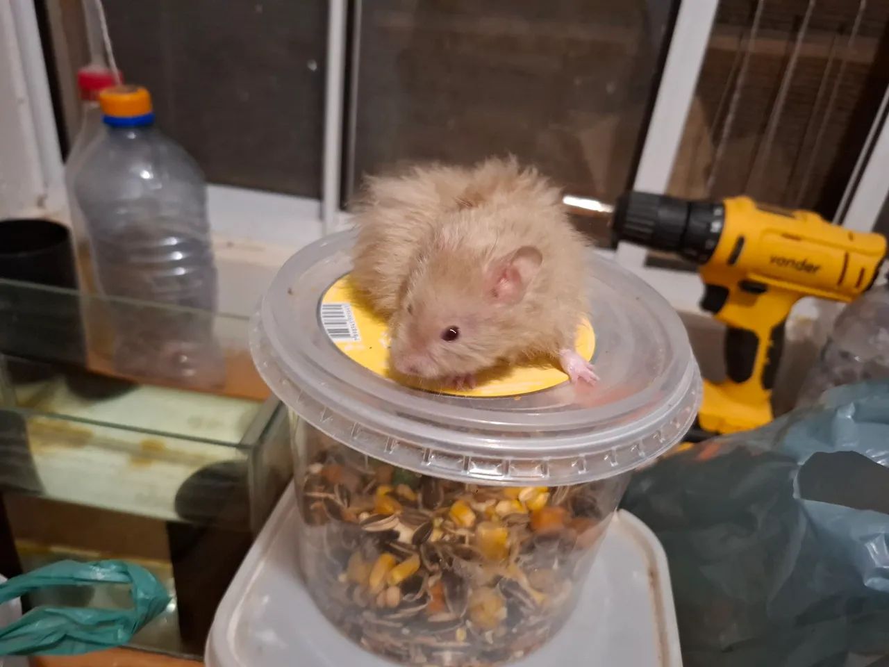 Hamster a venda - Foto 4