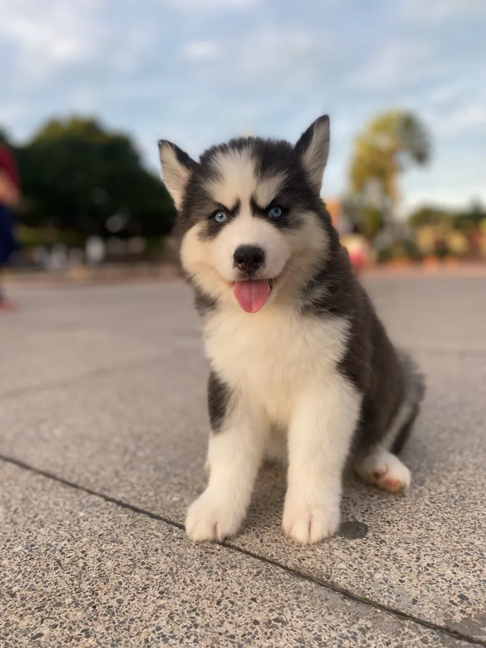 Filhotes de Husky Siberiano disponíveis