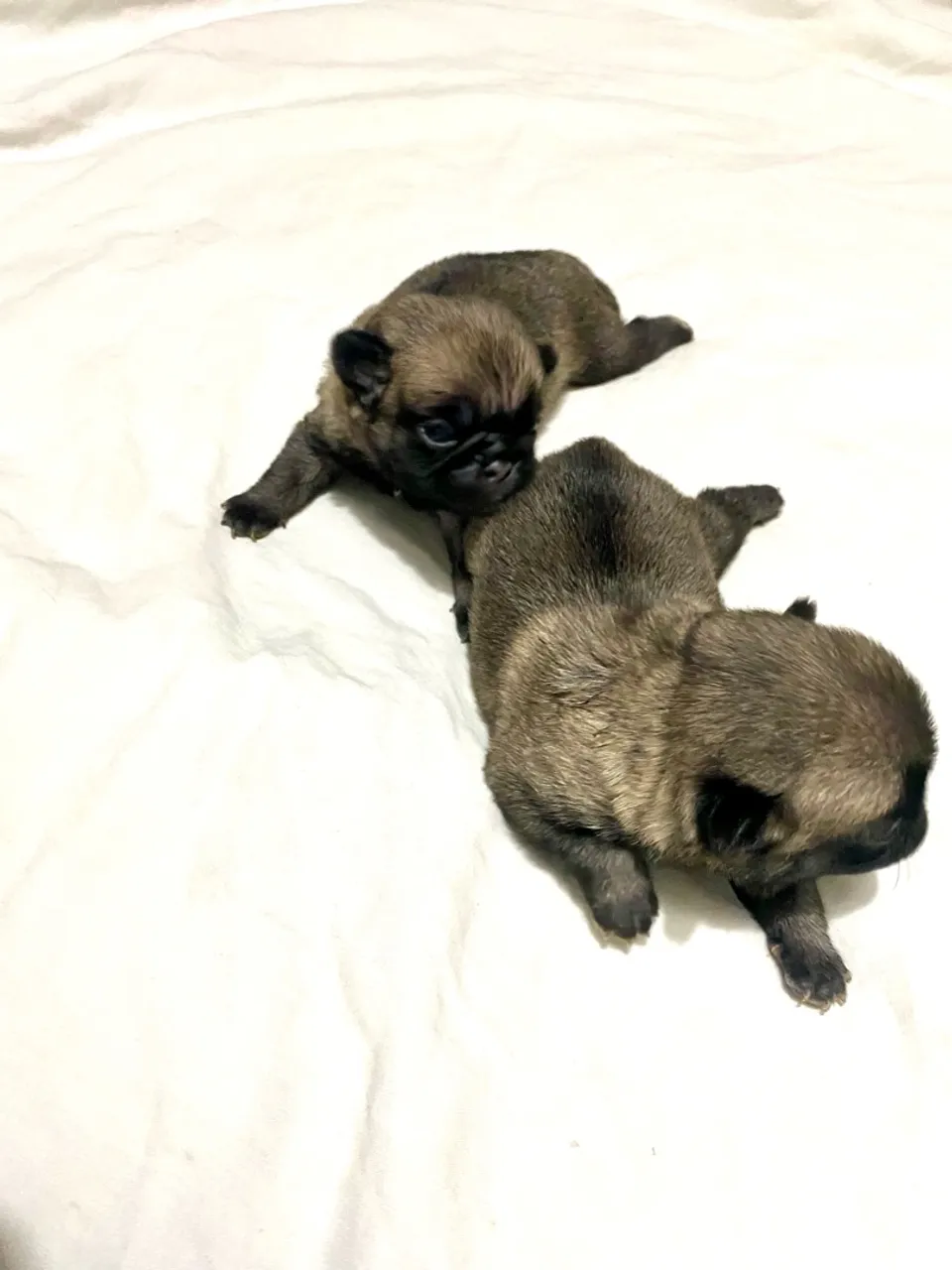 FILHOTES DE PUG DISPONÍVEIS PARA A VENDA!