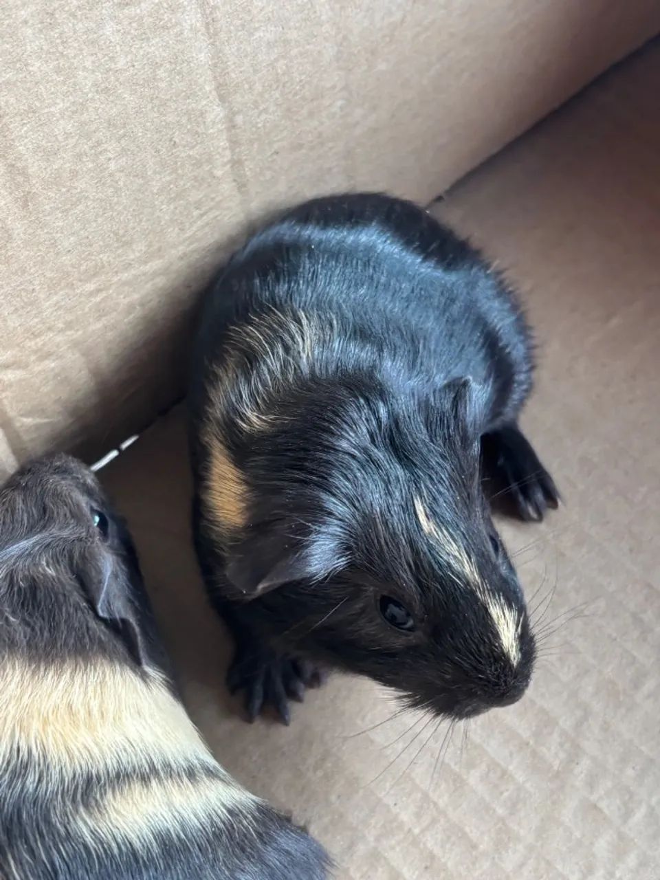 Porquinho da índia Macho - Foto 2