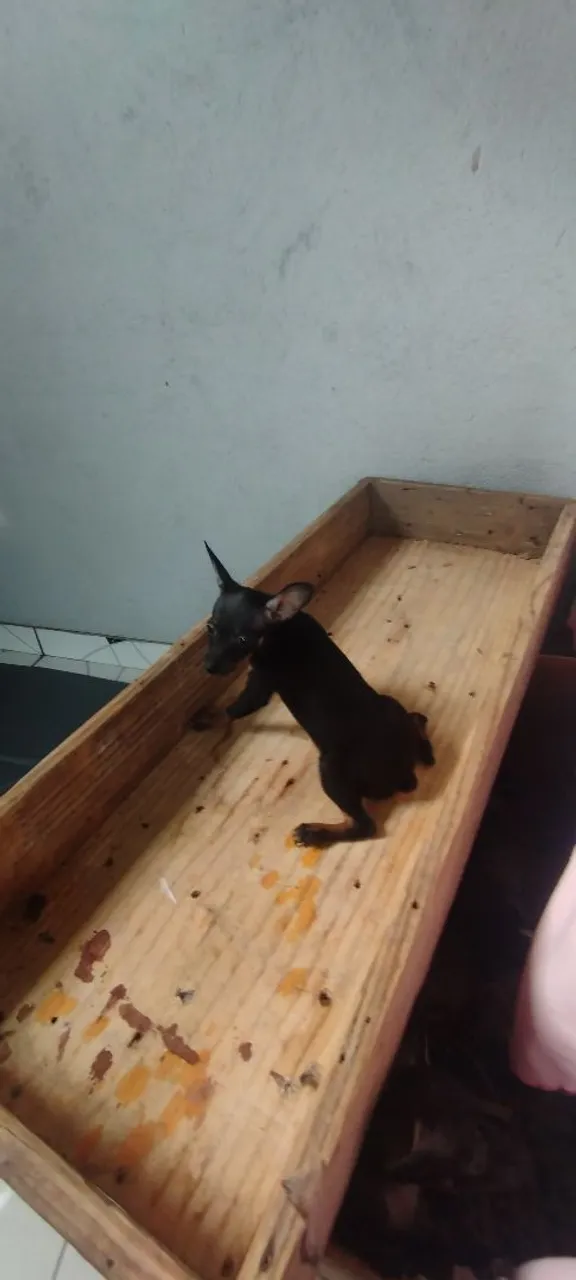 Filhote de Pinscher - apenas dois machos