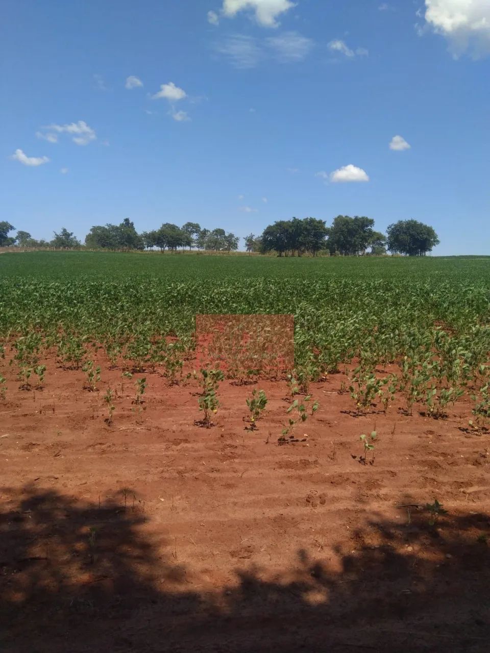 SITIO EM SIDROLÂNDIA - Foto 3