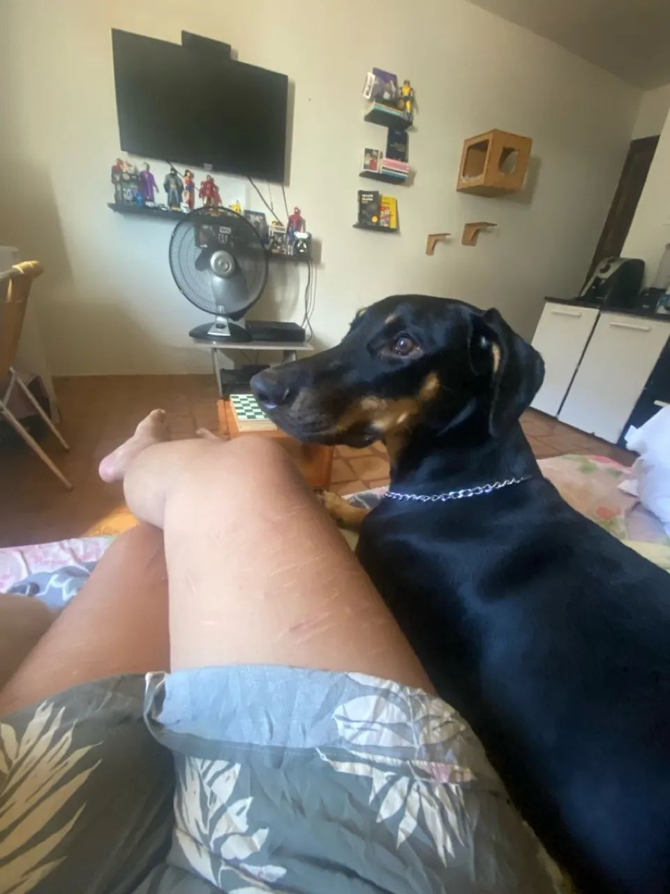 Filhote de Doberman para doação responsável - fêmea 7 meses  - Foto 2