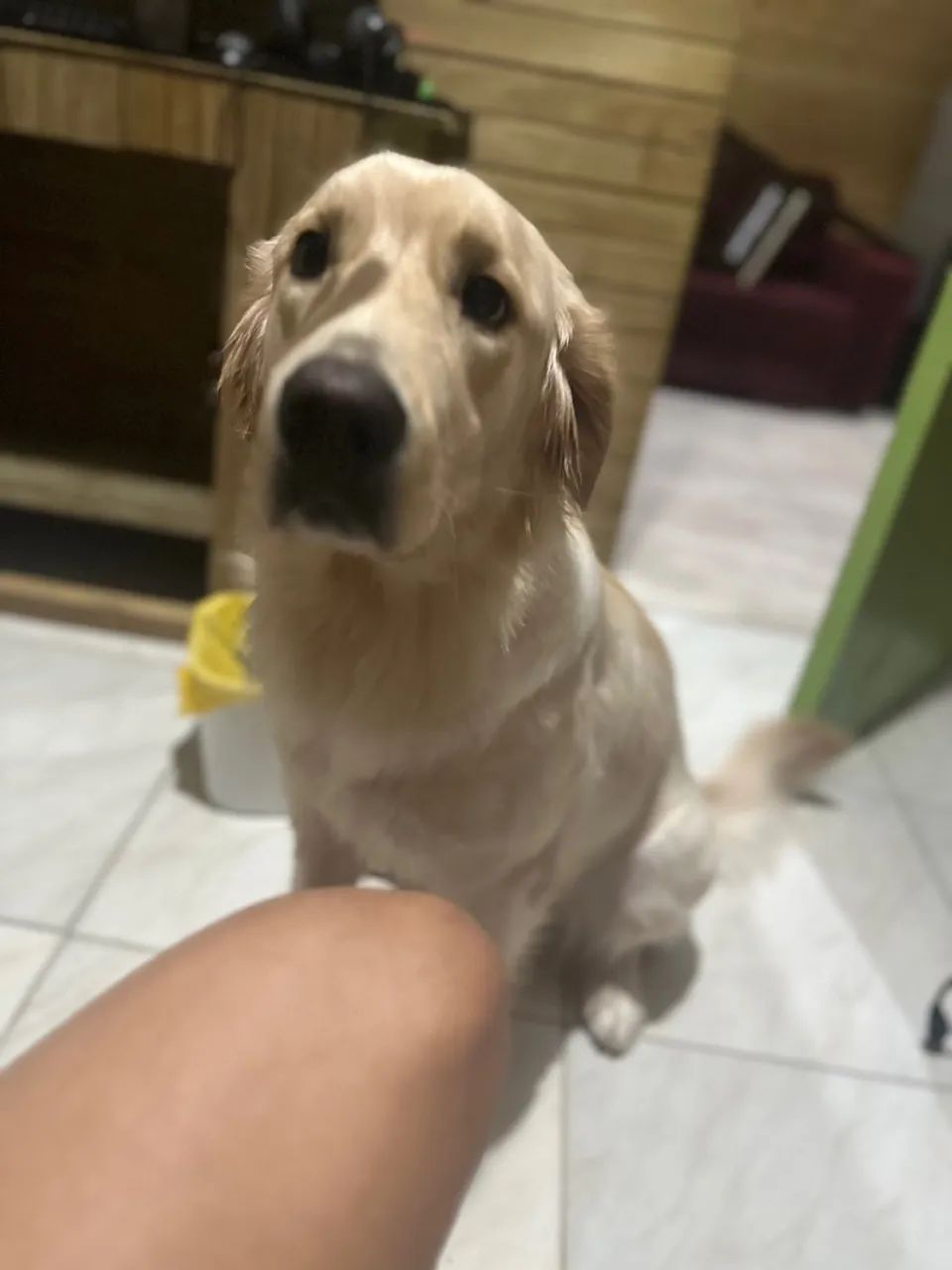 Golden Retriever - Foto 3